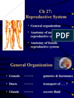 CH 27: Reproductive System: - General Organization - Anatomy of Male - Anatomy of Female