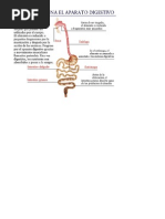 aparato-digestivo-del-porcino-pdf-tracto-gastrointestinal