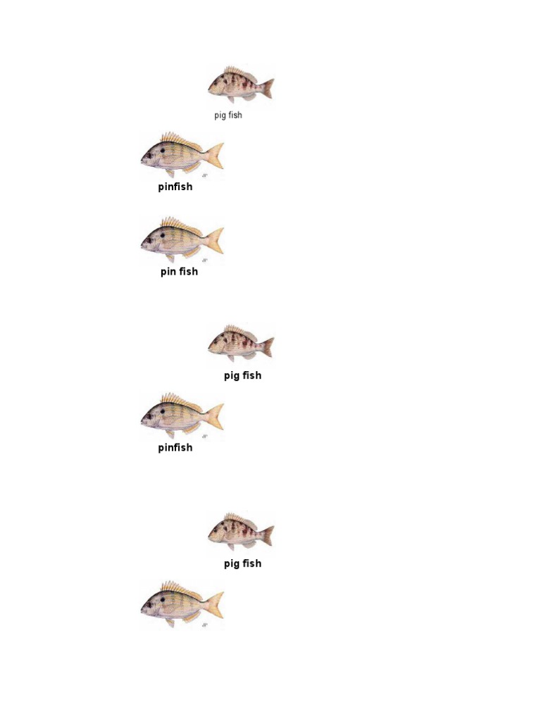 Pigfish and Pinfish Comparison | PDF | Aquaculture