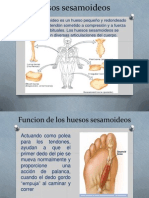Huesos sesamoideos: función y ubicaciones