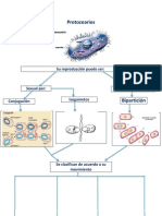 Protozoarios MAPA MENTAL