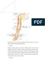 Tipus Fix - Anatomi