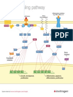 MAPK Signaling Pathway