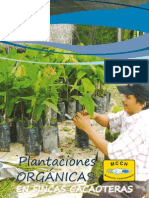 Plantaciones Organicas en Fincas Cacaoteras