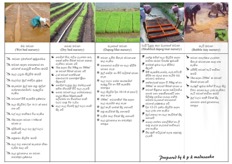Rice | PDF