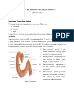 Anatomi Saluran Cerna Bagian Bawah