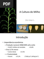 A Cultura Do Milho