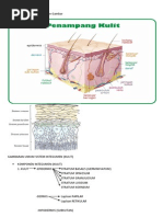 Download ANATOMI KULIT Dan Keterangan Gambar by Yogi Rockfaster SN137668735 doc pdf