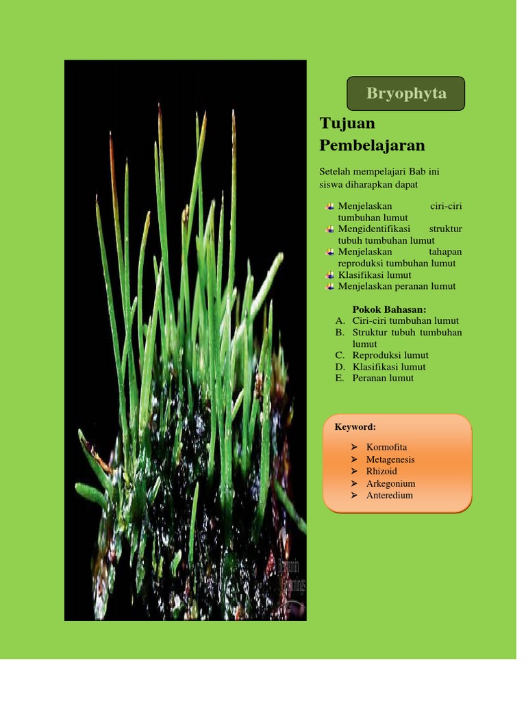 Bryophyta Lumut