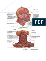 Sistema Muscular de Cuerpo Humano