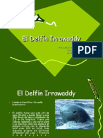 El Delfín Irrawaddy