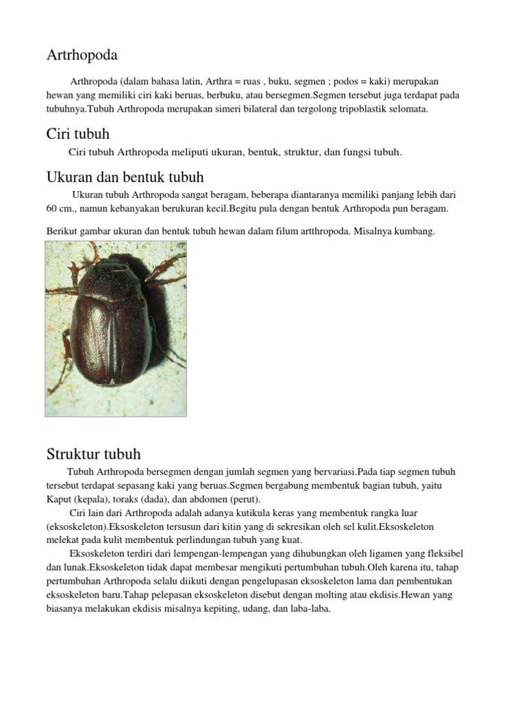 24++ Kelompok hewan arthropoda yang bernapas menggunakan trakea adalah info