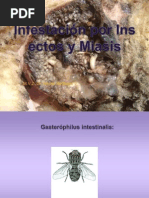 Infestacion Por Insectos y Miasis 07