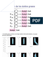 Beta Oxidacion y Cetogenesis