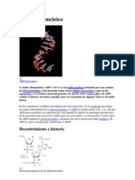 Ácido Ribonucleico