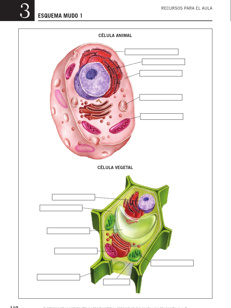 esquema-mudo-celulas-pdf
