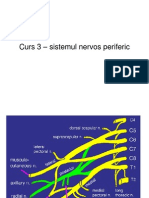 Curs Plex Brahial