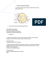Aparato Fotoreceptor - Fonorecpetor y Mecanoreceptor Humano