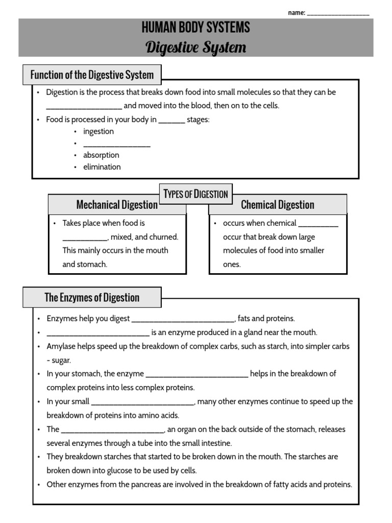 Digestive System KNP Note Taking Sheet | PDF | Digestion | Human ...