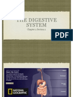 Digestive System Knp