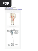 Download Femur by Tannels SN138315135 doc pdf