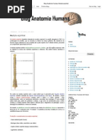 Blog Anatomia Humana_ Medula espinhal.pdf