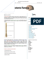 Blog Anatomia Humana - Medula Espinhal PDF