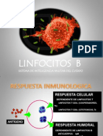 Linfocitos B - MC