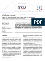 Low, Marcela. SVCT2 in muscle development.pdf