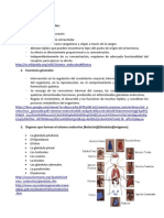 Sistea Endocrino