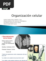 CLASE DE CÉLULA