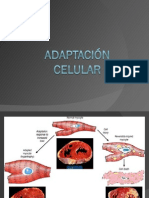 ADAPTACIÓN CELULAR 1