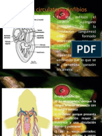 Sistema Circulatorio Anfibios