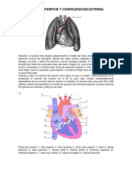 Anatomia de Superficie Corregido