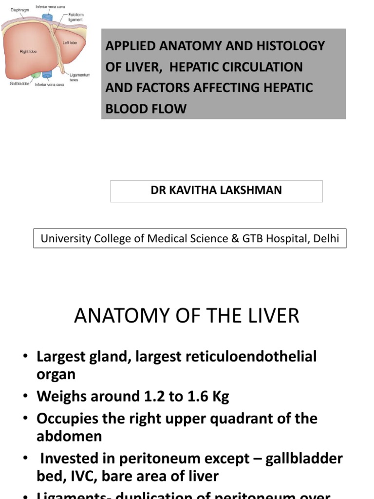 Anatomy and Blood Flow of Liver | PDF | Liver | Drug Metabolism