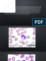 Celulas de Sangre