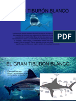 EL GRAN TIBURÓN BLANCO.ppt