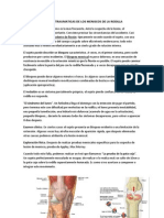 Lesiones Traumaticas de Los Meniscos de La Rodilla