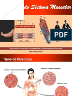 Fisiologia Sistema Muscular