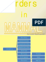 Orders in MAMMAL