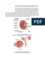 Nephron