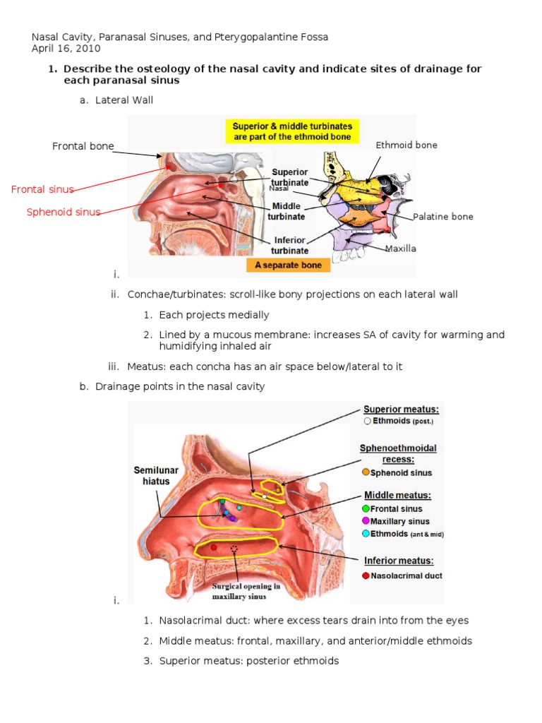 Nasal Cavity | PDF | Skeletal System | Primate Anatomy