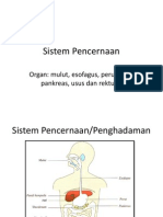 Sistem Pencernaan