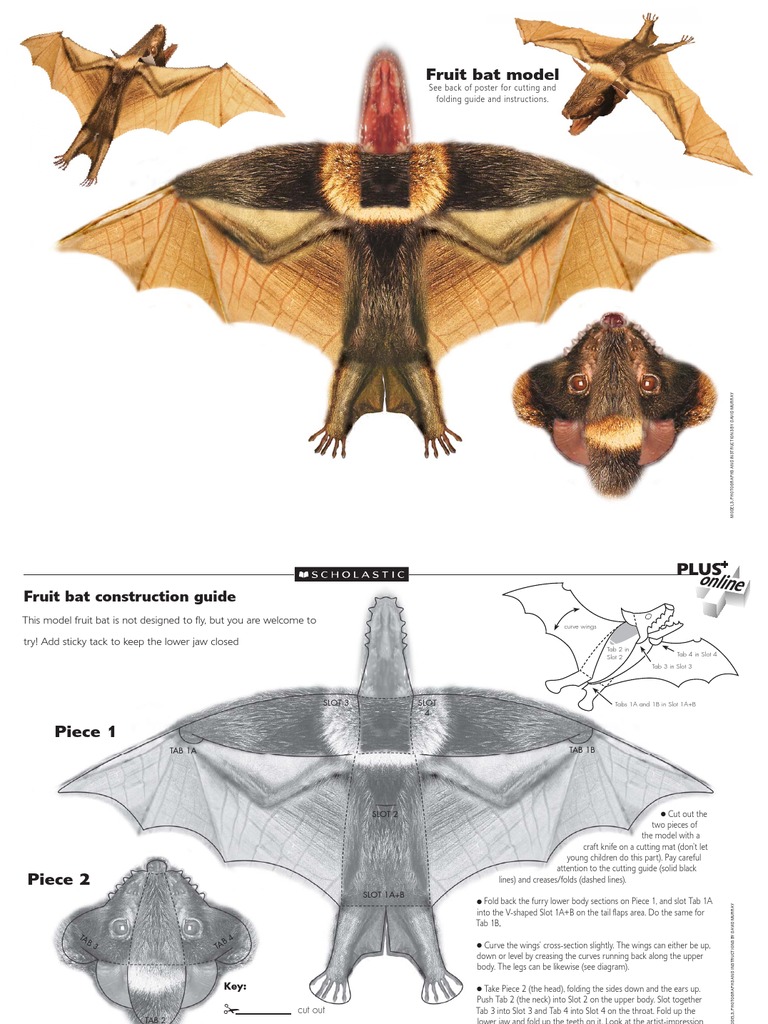 Fruit Bat Construction Guide | PDF