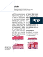 Epitelio - Histologia UASD, Rep. Dom.