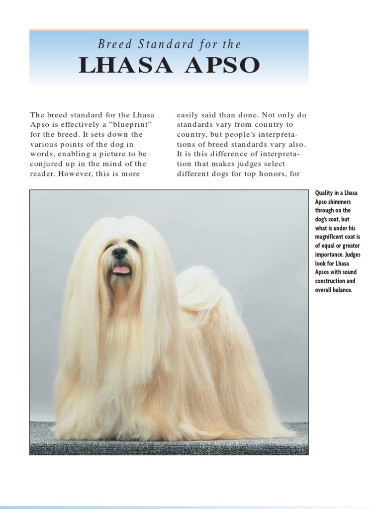 Lhasa Apso Breed Standard Overview | PDF | Dog Breeds | Conformation Show