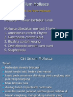 Filum Mollusca Kelas Ten