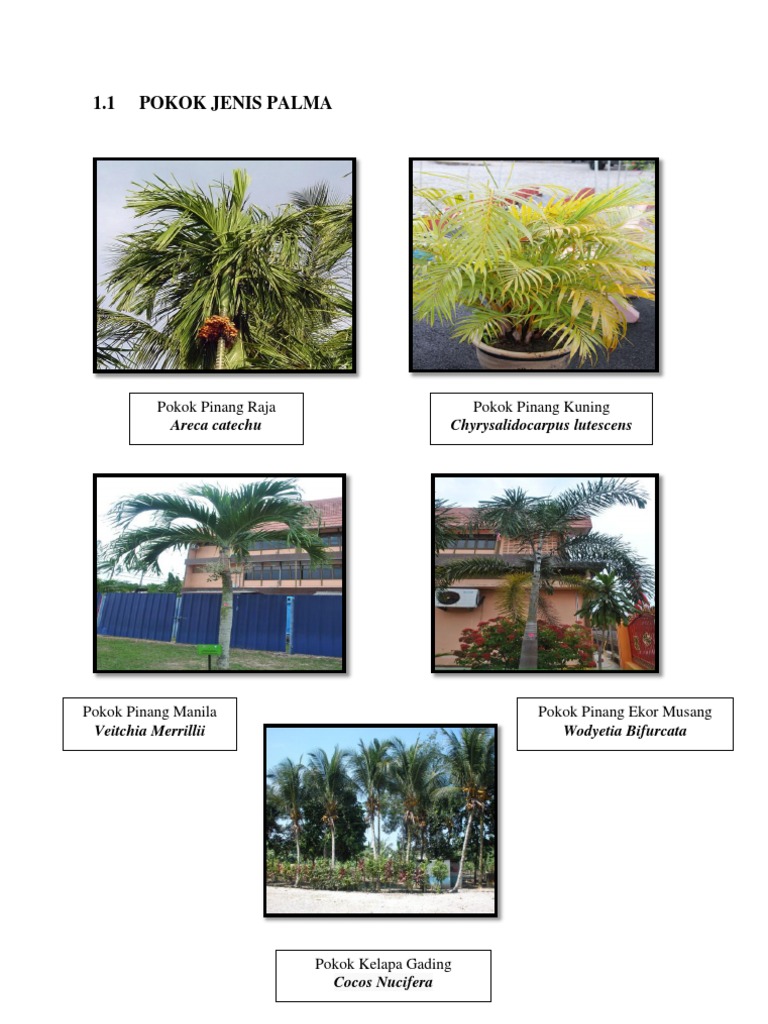 Jenis Pokok Pdf