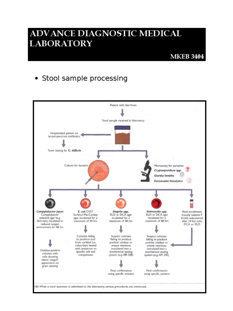 Stool Sample Processing | PDF