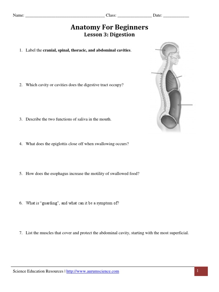 Anatomy For Beginners - Digestion Worksheet | PDF | Human Digestive